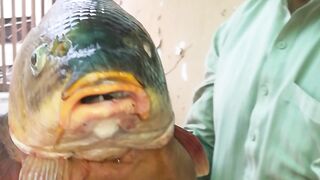 Big China Fish 6kg