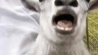 Animal Funny