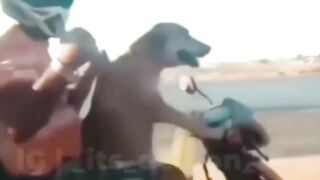 dog scooty riding dog scooter driving | dog bike driving| ????????