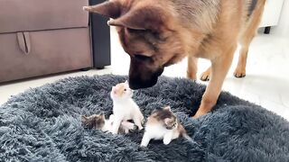 Dog love the cat baby