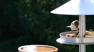 Birds are Love