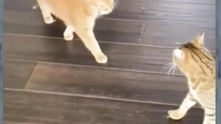 Funny video cat and dog
