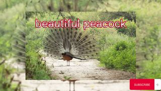 elegant peacocks