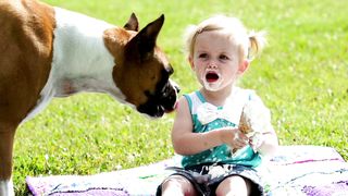 Boxer dog, little girl and ice cream cone