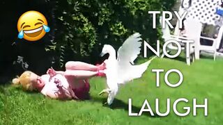 [2 HOUR] Try Not to Laugh Challenge! ???? _ Animal Fails of the Week _ Funny Pet Videos _ AFV Live