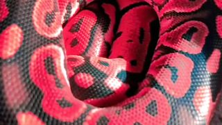 I bet you all you didn't ever seen this ball python snake