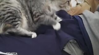Если бы у меня такой кот был, я бы может и не женился????