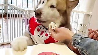 В соус, в соус макни!
