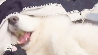 Вся жизнь — обман!