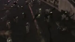 Ты зашел не в тот район, двуногий!