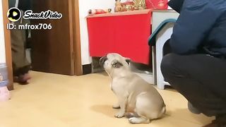 Funny video