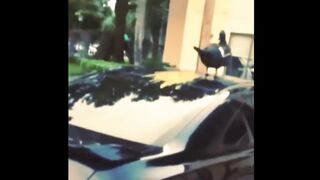 Can You Watch These Funny Animals Without Laughing? - Funny Pets