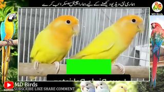 Love Birds Prices 2023