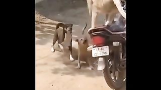 Funny animals. Try nt to lough. Challenge