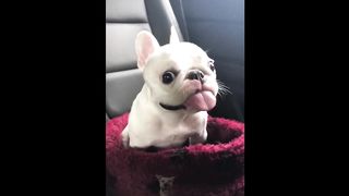 Funny Animal Videos 2023 ???? - Funniest Pets Cats And Dogs Video ????????