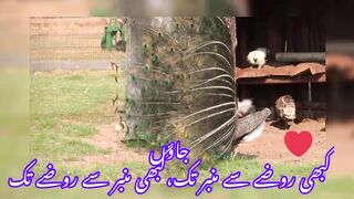اے کاش ! میں بن جاؤں مدینے کا مسافر پھر روتی ہوئی طیبہ کو بارات چلی ہو