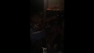 Funny Animal Videos 2022 ???? - Funniest Cute Cats And Dogs Video ????????