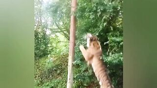 Tiger hunting|angry tiger