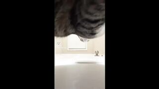 Funny Animal Videos 2022 ???? - Funniest Cats And Dogs Video ????????