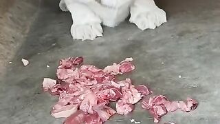 Albino tiger
