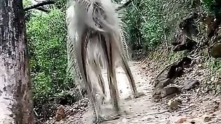 Mysterious animal, Vedio very Vira trending video