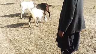 Goat Farming in Azad Kashmir.