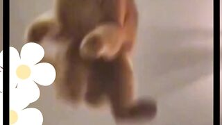 Funny cats in the world