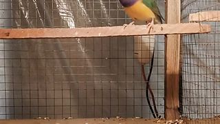 Common Lady Gouldian pair
