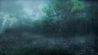 raining day, forest rain, wonderful weather,