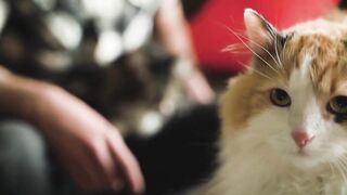 Cute cat video