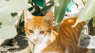 Cute Cats & Fighting Between Two Cats