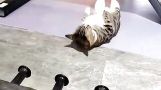 New video cat exercise 2023