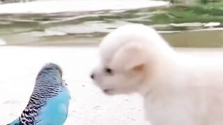 A puppy and parrot ???? playing together