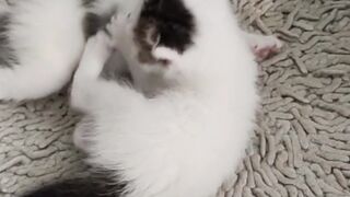 Funny Cats Compilation
