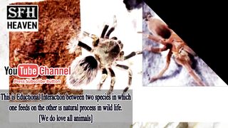 Chinese Bird Spider vs Golden Knee Tarantula