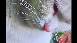 Lovely cat
