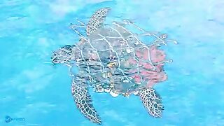 ASMR Remove Thousands of Barnacles from Sea Turtles - Plastic Straw Removed From A Sea Turtle's Nost