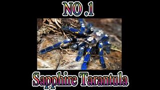 TOP FIVE BEAUTIFUL TARANTULA OF THE WORLD