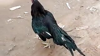 Khosurat murg