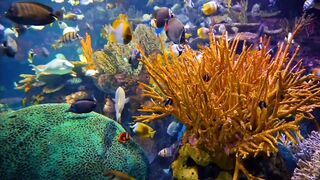 "Ocean Oasis: 8k High-Definition Fish and Relaxation Music"