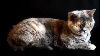 Funny cat