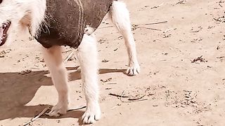 Cute Pet dog????
