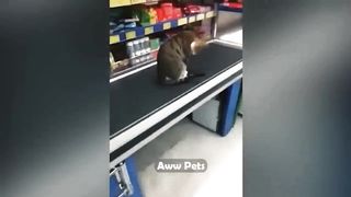 Cat Funny Moments captured in Camera