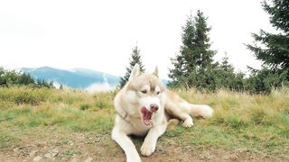 Cute dog