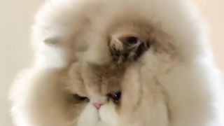 cute cat mano belle