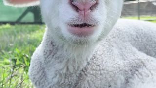cute little donkey