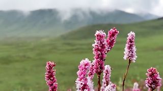 Bangus valley kashmir