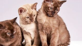 Beautiful Cat