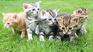 Cat Video