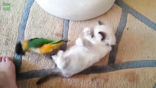 Funny pet video